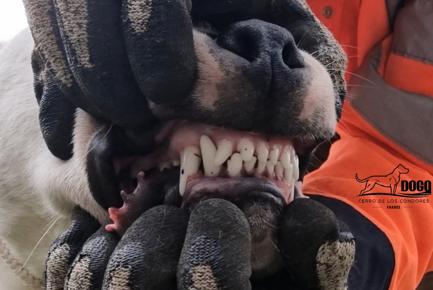 Amancay cerro de los condores