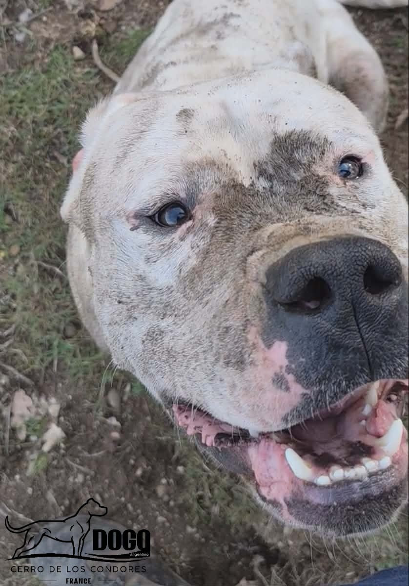 Valdes cerro de los condores