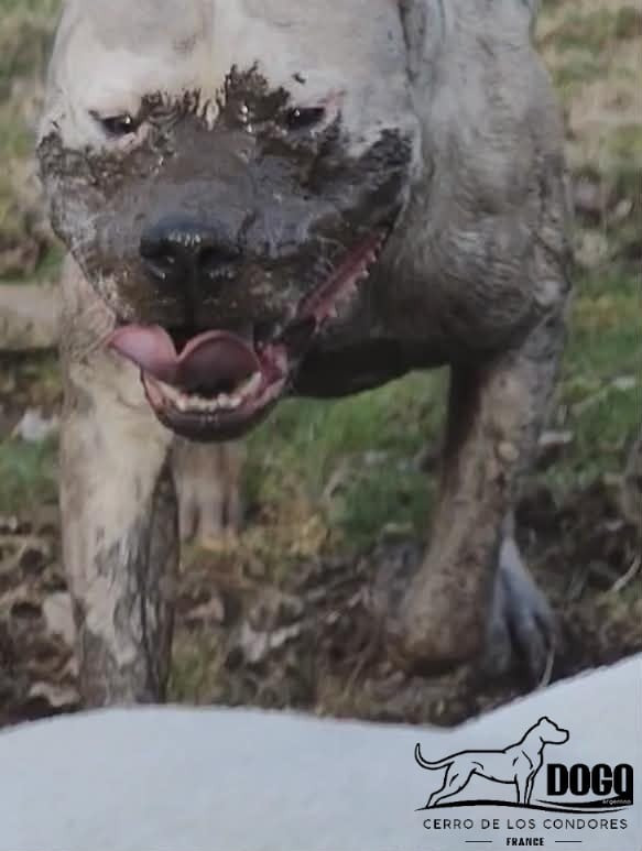 Valdes cerro de los condores