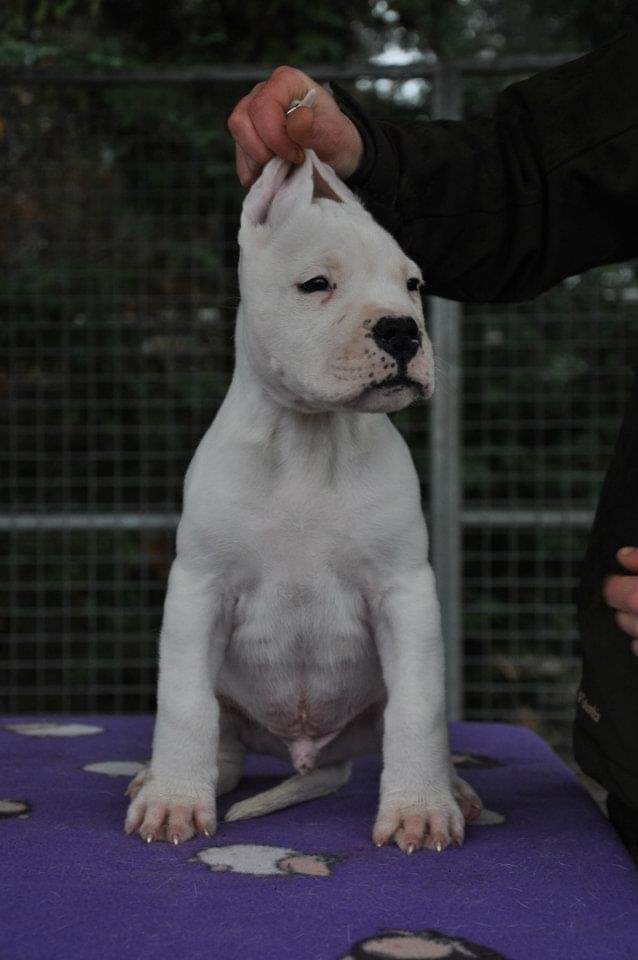 Publication : cerro de los condores