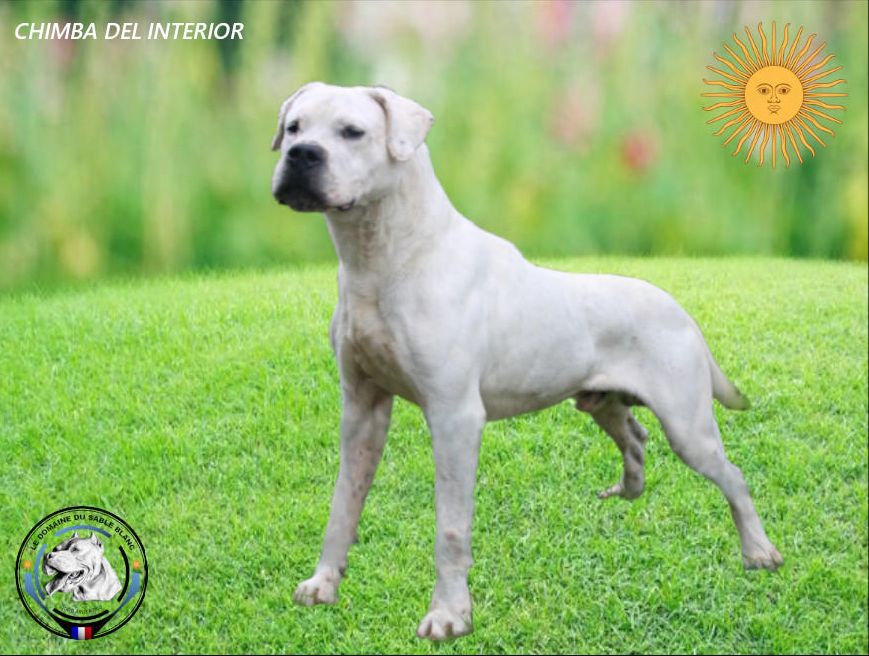 Publication : cerro de los condores