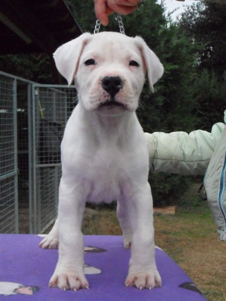 Publication : cerro de los condores