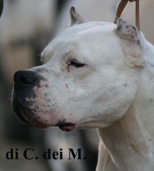 Publication : cerro de los condores