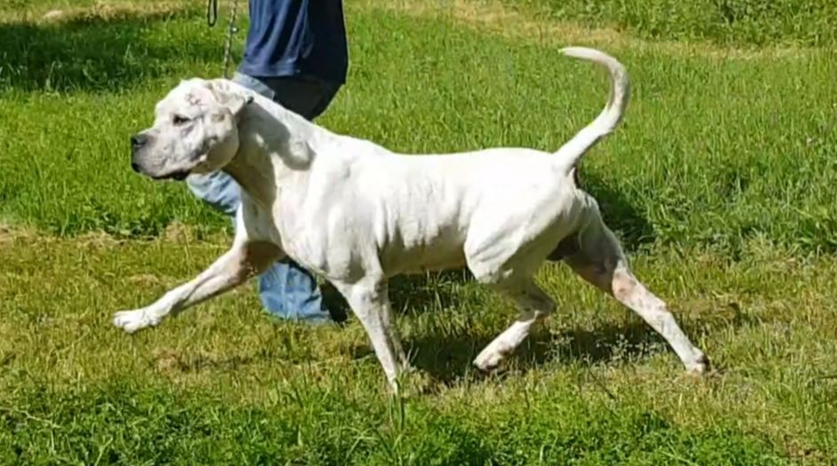 Publication : cerro de los condores