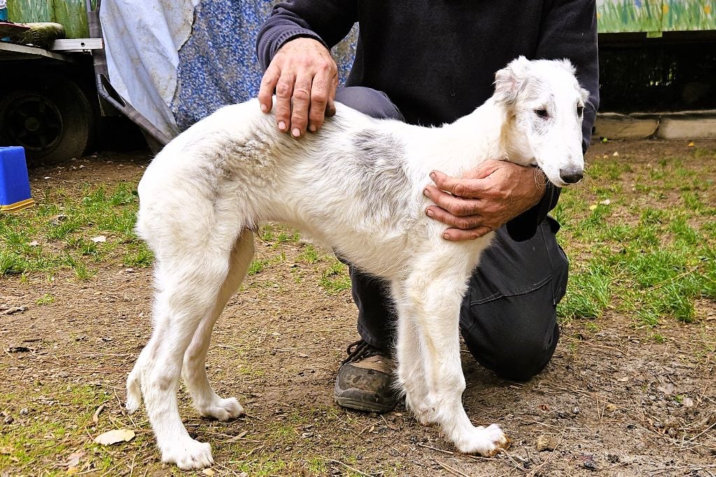Almaz DU JOYAU DES BOIS