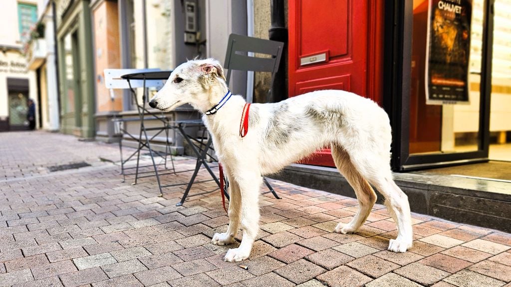 Almaz DU JOYAU DES BOIS