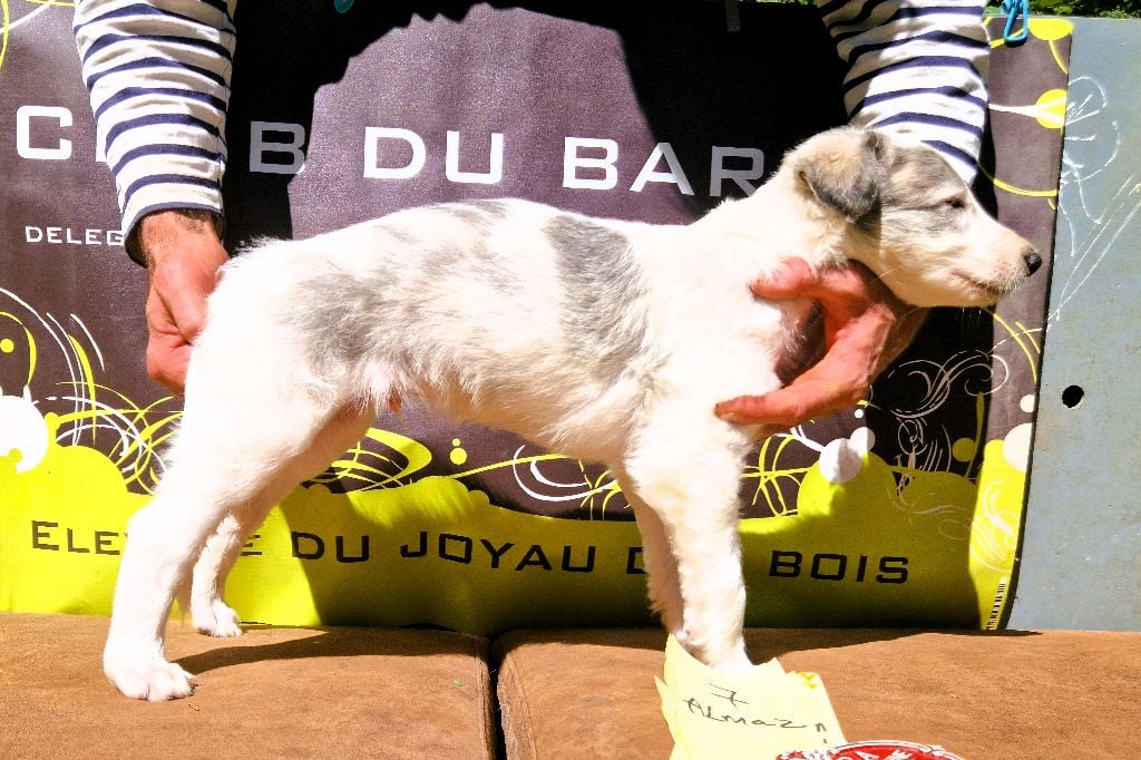 Almaz DU JOYAU DES BOIS