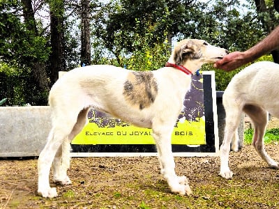 Les chiots de Barzoi