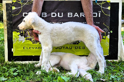 Les chiots de Barzoi