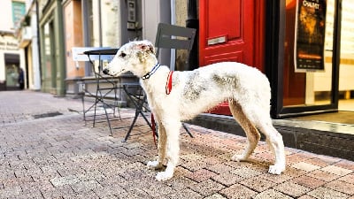Les chiots de Barzoi