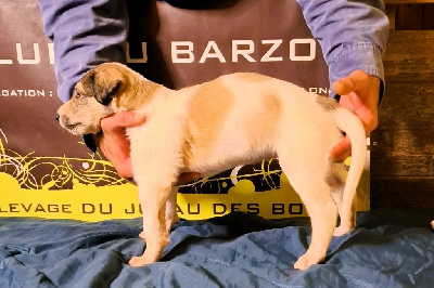 Les chiots de Barzoi