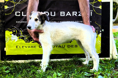 Les chiots de Barzoi