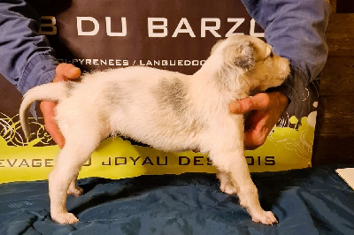 Les chiots de Barzoi