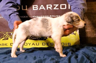 Les chiots de Barzoi