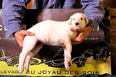 Les chiots de Barzoi