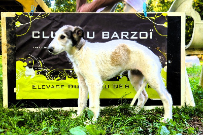Les chiots de Barzoi