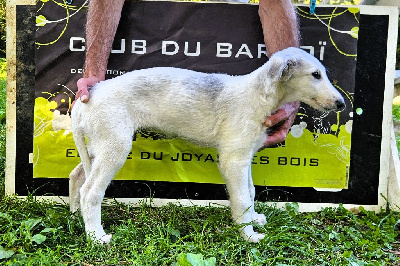Les chiots de Barzoi