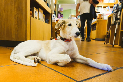 Les chiots de Barzoi