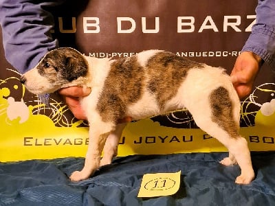 Les chiots de Barzoi