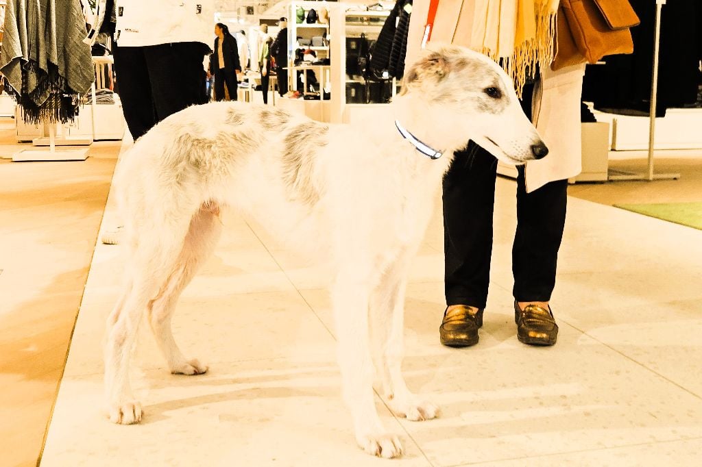 Almaz DU JOYAU DES BOIS