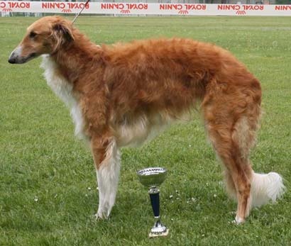 CH. dober-kopp Napvirag dite babouchka - 2ème EXCELLENT classe travail