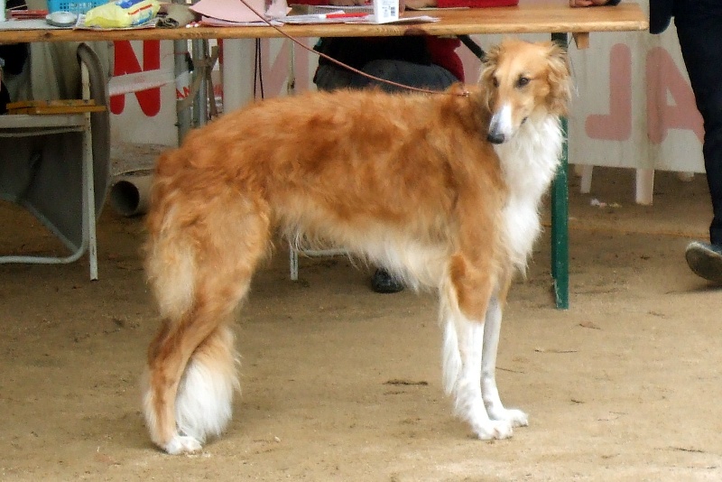 CH. dober-kopp Napvirag dite babouchka - 1ére EXC RCACIB Classe ouverte