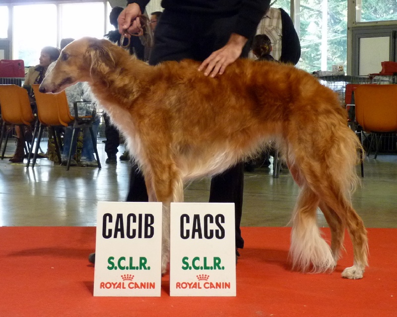 CH. dober-kopp Napvirag dite babouchka - 1 EXC - CACIB - CACS - BOB - 3BOG