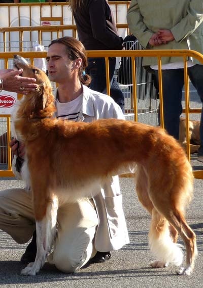 CH. dober-kopp Napvirag dite babouchka - 2EME EXC RCACIB RCACS