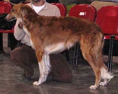 CH. dober-kopp Napvirag dite babouchka - 1 ERE EXC