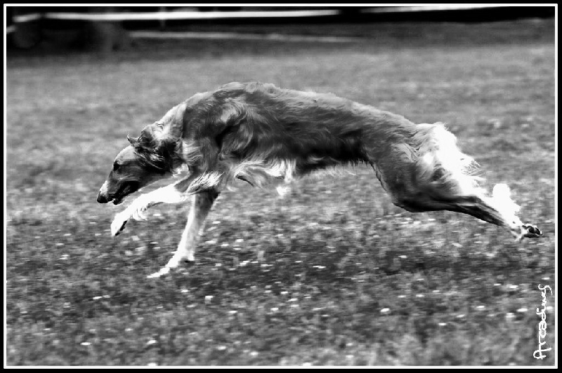 CH. dober-kopp Napvirag dite babouchka - 1er EXC - CACP – 31 Pts – meilleur pointage grandes races