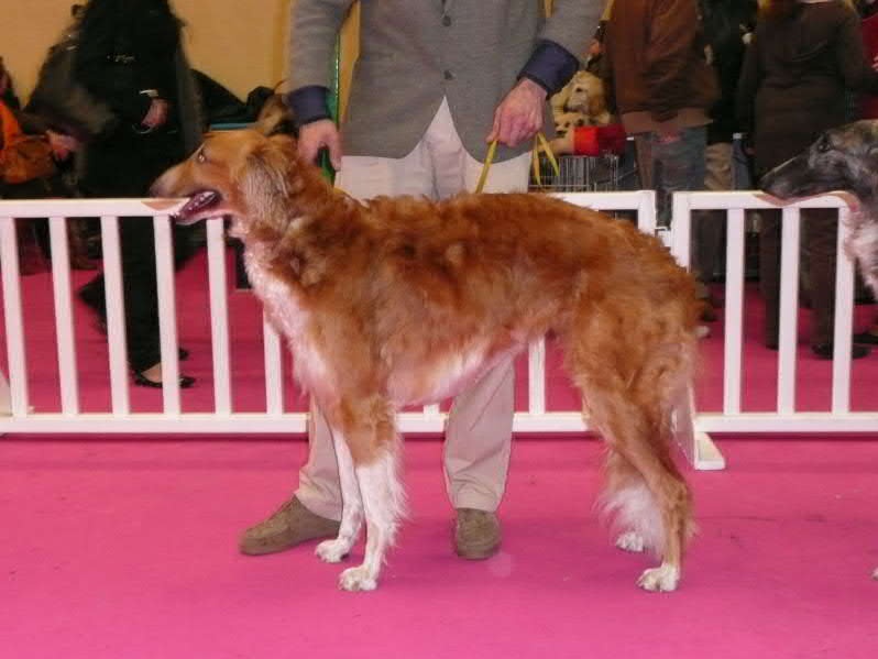 CH. dober-kopp Napvirag dite babouchka - 1 ere EXC CACIB et CACS