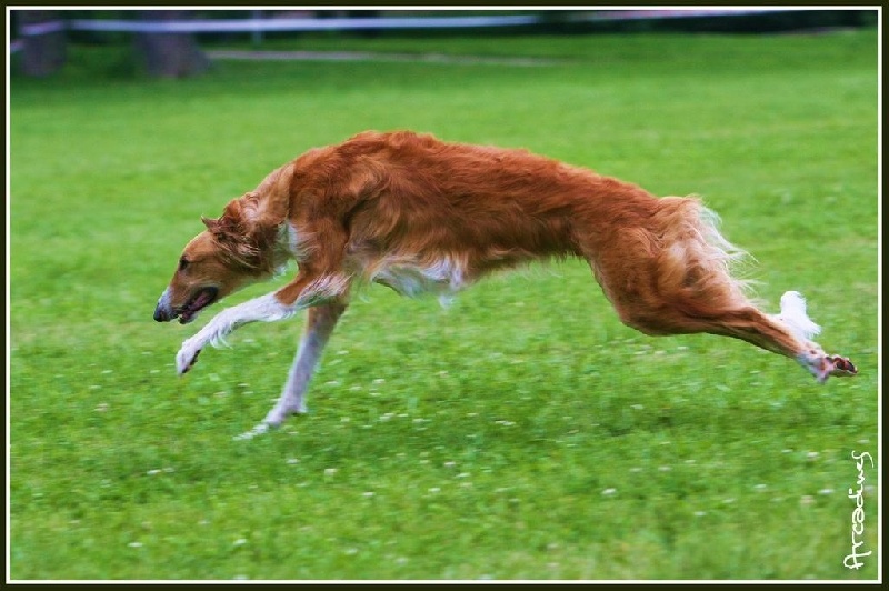 CH. dober-kopp Napvirag dite babouchka - 2 EME EXC