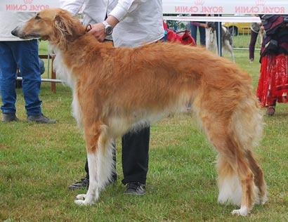 CH. dober-kopp Napvirag dite babouchka - 5 EXC classe travail