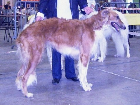 CH. dober-kopp Napvirag dite babouchka - 1 ERE EXC – RCACS