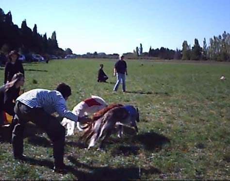 CH. dober-kopp Napvirag dite babouchka - 3ème - EXC - 26 PTS