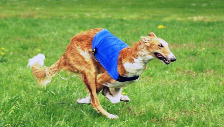 CH. dober-kopp Napvirag dite babouchka - 3e EXC