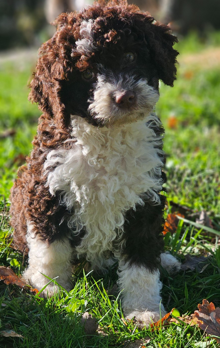 Chien d'eau espagnol - The Sourannya