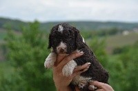 The Sourannya - Chien d'eau espagnol - Portée née le 07/04/2018