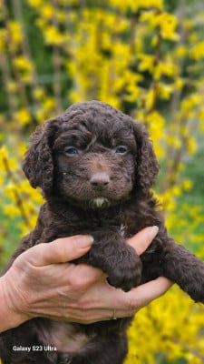 Chien d'eau espagnol