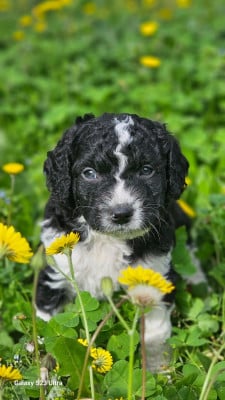 Les chiots de Chien d'eau espagnol