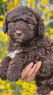 Les chiots de Chien d'eau espagnol