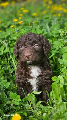 Les chiots de Chien d'eau espagnol