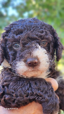 Les chiots de Chien d'eau espagnol