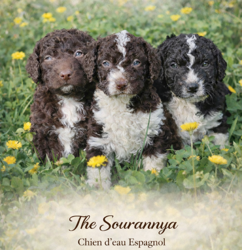 Chien d'eau espagnol - The Sourannya