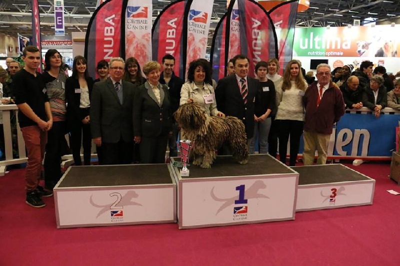 CH. Ch fary The Sourannya - 1er groupe 8 meilleur chien de la journé