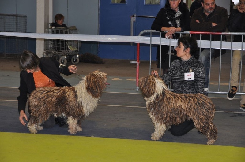 CH. Ch fary The Sourannya - Meilleur pair de l'exposition Internationl de Tarbes