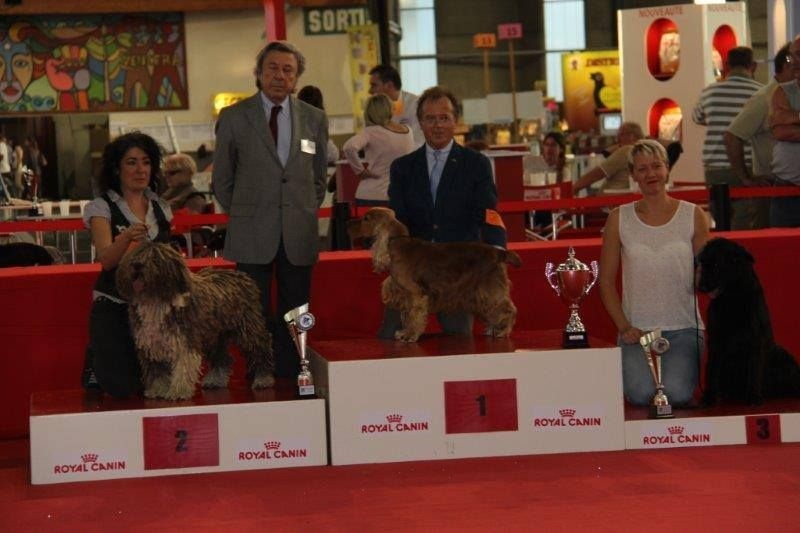 CH. Ch fary The Sourannya - 1er excll CACIB BOB (meilleur de race) 2em groupe 8