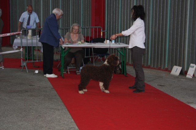 CH. Ch fary The Sourannya - Tres Prometeur Meilleur puppy