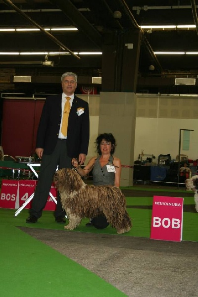 CH. Ch fary The Sourannya - 1er excll CACIB BOB (meilleur de race)