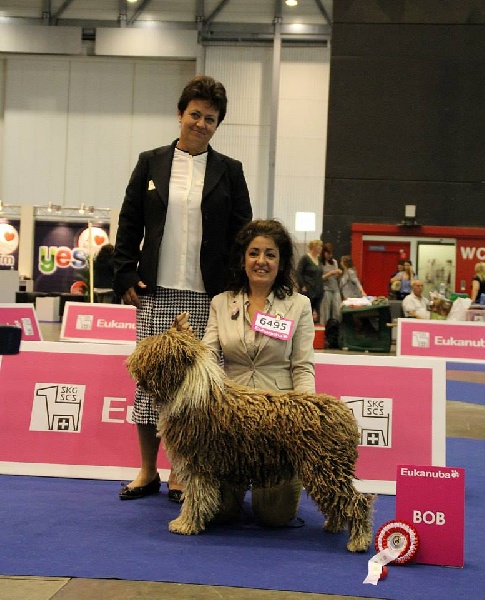 CH. Ch fary The Sourannya - 1 excll CACS CACIB BOB (Meilleur de Race)